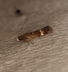 Aproaerema simplexella