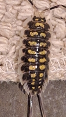 Porcellio haasi