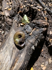 Macrocyclis peruvianus