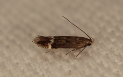 Aproaerema simplexella