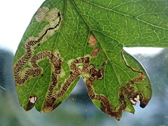Stigmella oxyacanthella