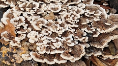 Fungi