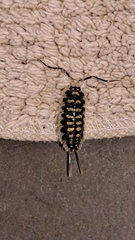 Porcellio haasi