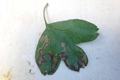Stigmella oxyacanthella