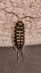 Porcellio haasi