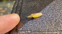 Neotituria kongosana