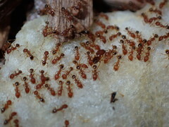 Pheidole parva