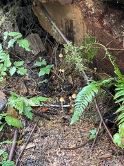 Galerina semilanceata