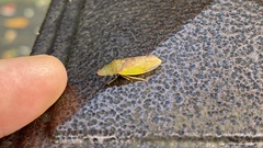 Neotituria kongosana