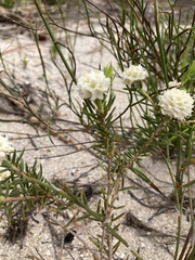 Lachnaea