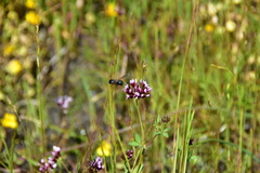 Trifolium variegatum