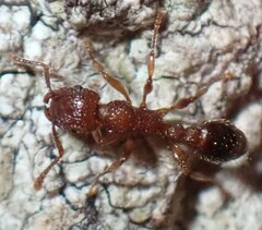 Tetramorium bicarinatum