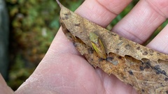 Neotituria kongosana