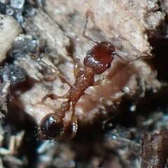 Tetramorium bicarinatum