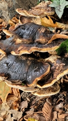 Fungi