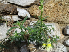 Antirrhinum