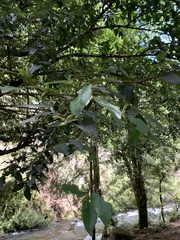 Laureliopsis philippiana