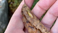 Neotituria kongosana
