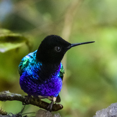 Boissonneaua jardini