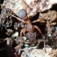 Cyphomyrmex minutus