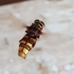 Milesia crabroniformis