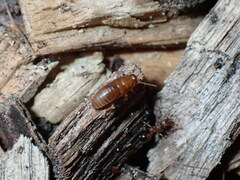 Tetramorium bicarinatum