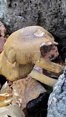 Fungi