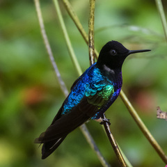 Boissonneaua jardini