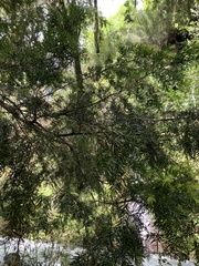 Podocarpus nubigenus