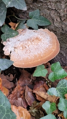 Fungi