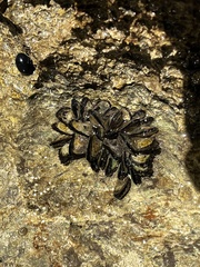 Isognomon californicus