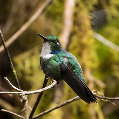 Schistes albogularis