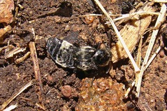Creophilus maxillosus