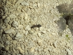 Camponotus aethiops