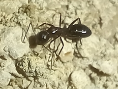 Camponotus aethiops