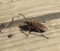 Acanthinodera cumingii