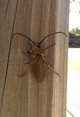 Acanthinodera cumingii