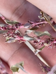 Amaranthus albus