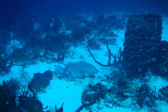 Mycteroperca venenosa