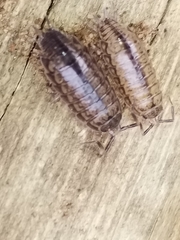 Holoverticata