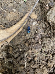 Pseudoxycheila tarsalis