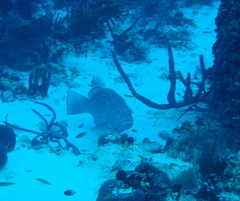 Mycteroperca venenosa