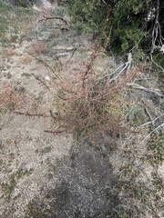Amaranthus albus