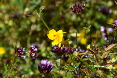 Erythranthe glaucescens