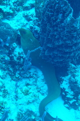 Gymnothorax funebris