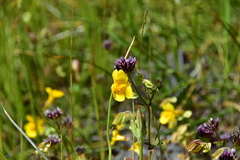 Erythranthe glaucescens