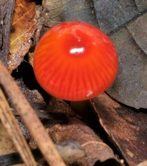 Gliophorus