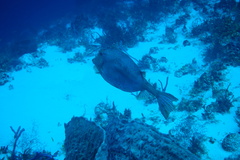 Acanthostracion quadricornis