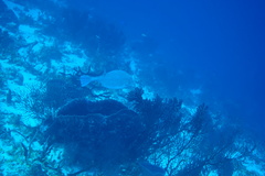 Acanthostracion polygonium