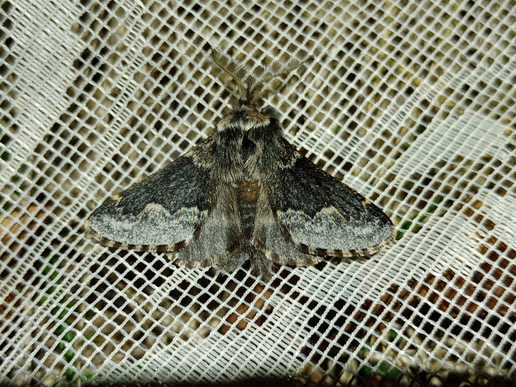 Poecilocampa alpina